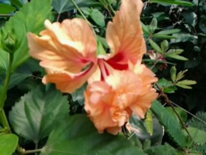 Fotografie6424 - Hibiscusi 1