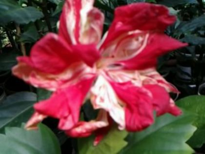 Fotografie6393 - Hibiscusi 1