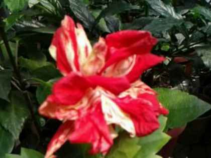 Fotografie6394 - Hibiscusi 1