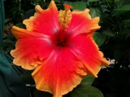 Fotografie6395 - Hibiscusi 1