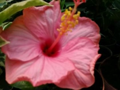 Fotografie6402 - Hibiscusi 1