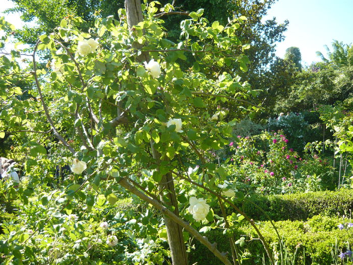 P1060265 - La Bonne Maison