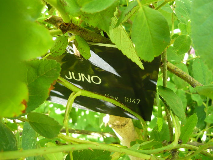 P1060269 - La Bonne Maison