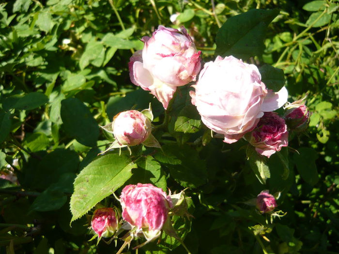 P1060270 - La Bonne Maison