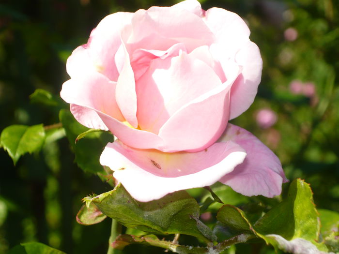 P1060275 - La Bonne Maison