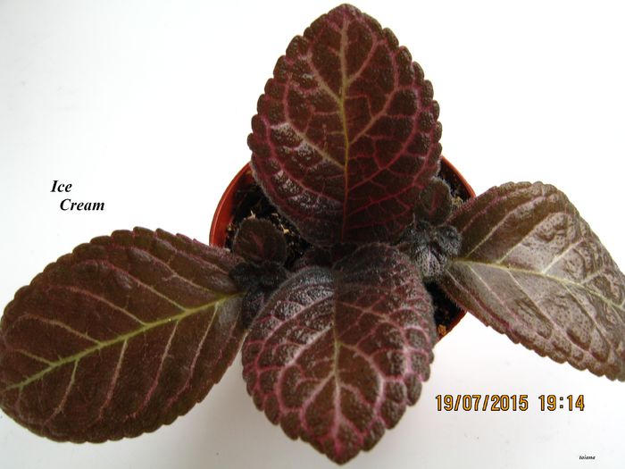 Ice Cream - Episcia_I