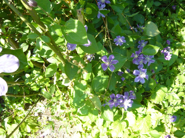 P1060277 - La Bonne Maison