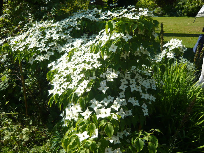 P1060280 - La Bonne Maison