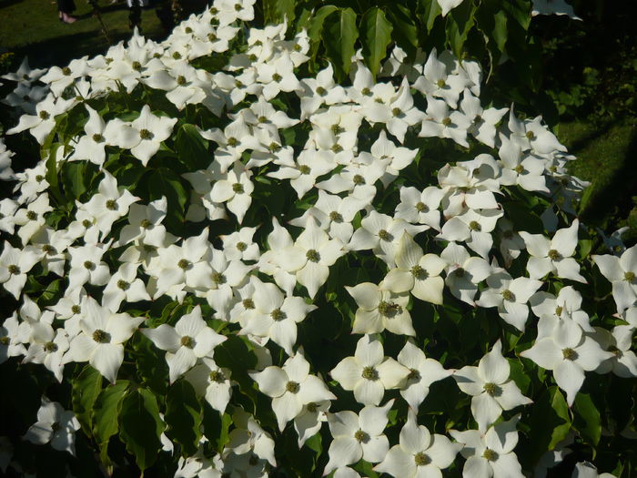 P1060281 - La Bonne Maison