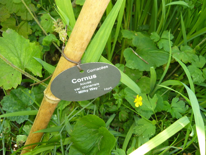 P1060282 - La Bonne Maison