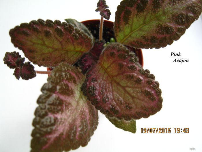 Pink Acajou - Episcia_P