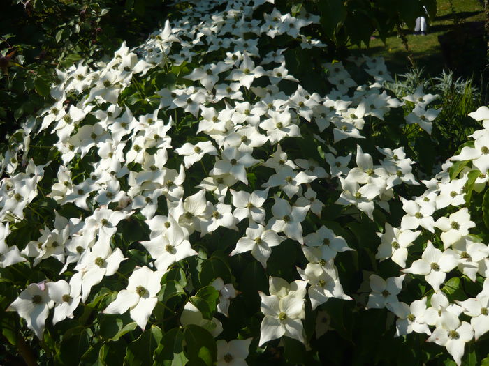 P1060283 - La Bonne Maison