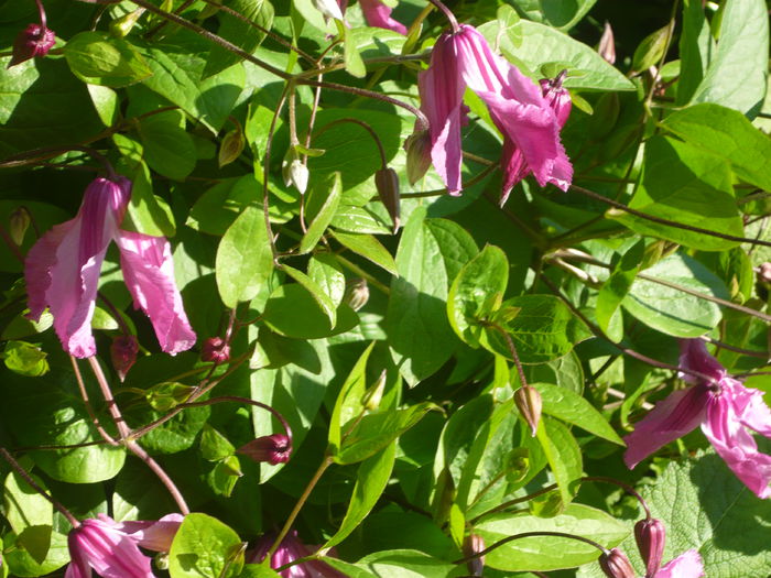 P1060285 - La Bonne Maison