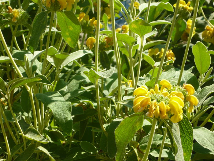 P1060286 - La Bonne Maison