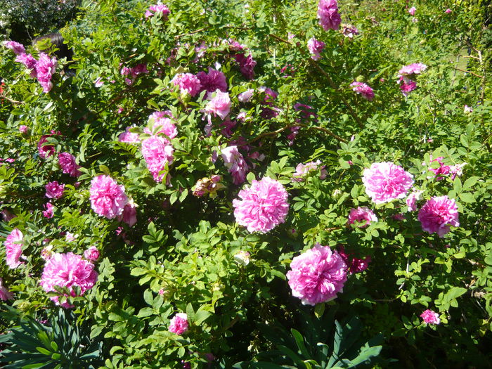 P1060288 - La Bonne Maison