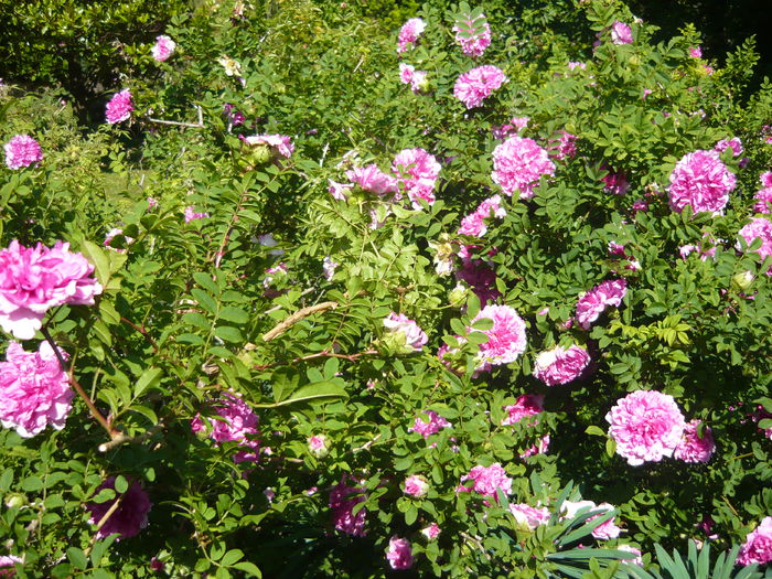 P1060291 - La Bonne Maison