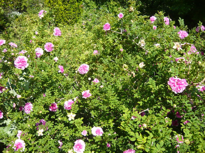 P1060292 - La Bonne Maison