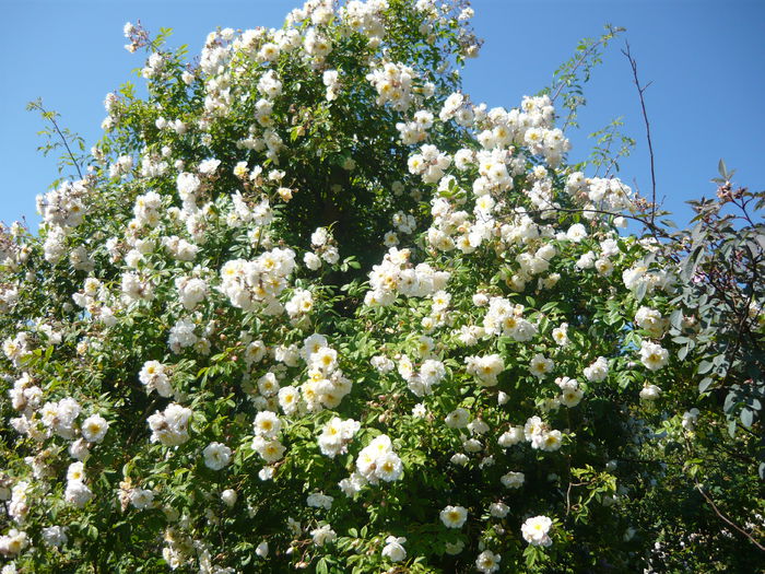 P1060293 - La Bonne Maison