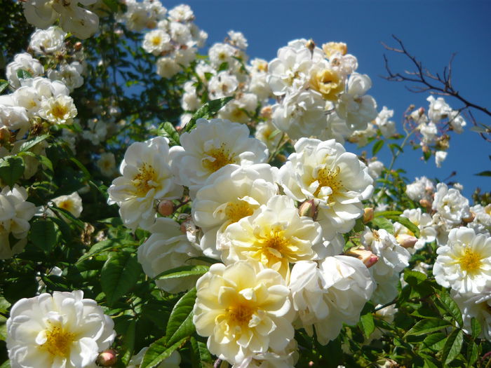 P1060295 - La Bonne Maison