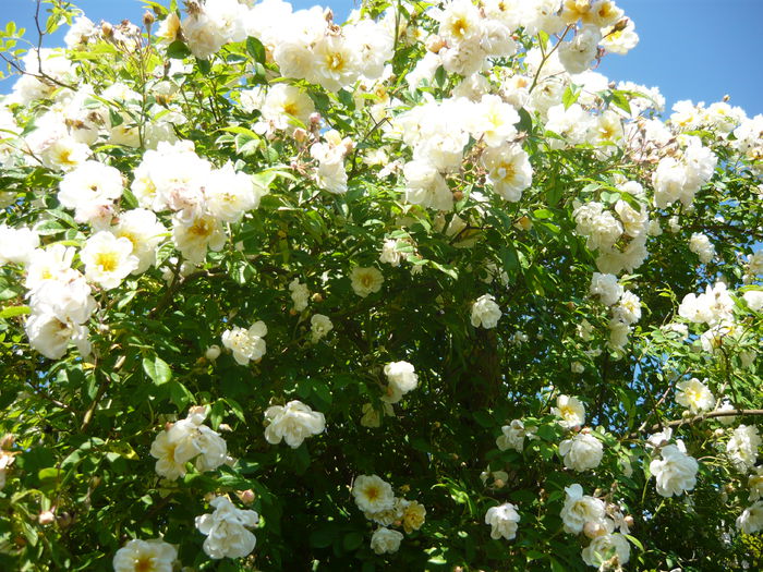 P1060296 - La Bonne Maison