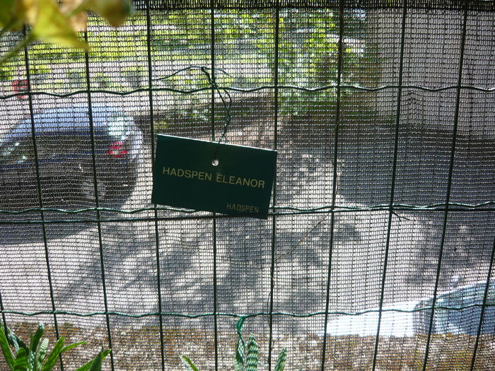 P1060297 - La Bonne Maison