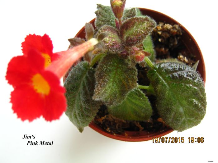 Jim s Pink Metal - Episcia_J