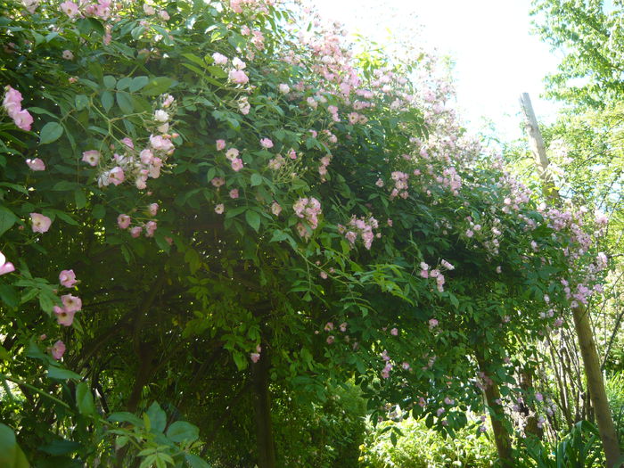 P1060299 - La Bonne Maison