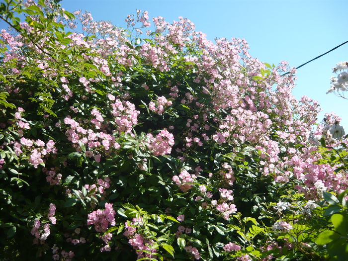 P1060300 - La Bonne Maison