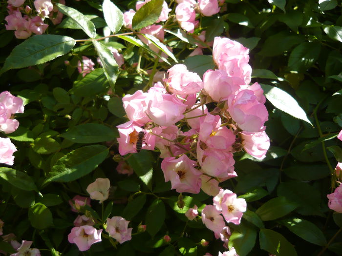 P1060301 - La Bonne Maison