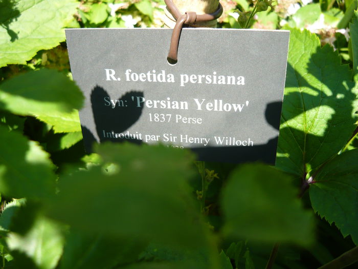 P1060303 - La Bonne Maison