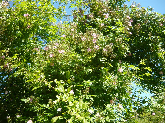 P1060305 - La Bonne Maison