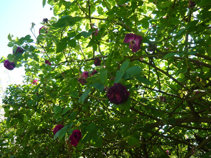 P1060314 - La Bonne Maison