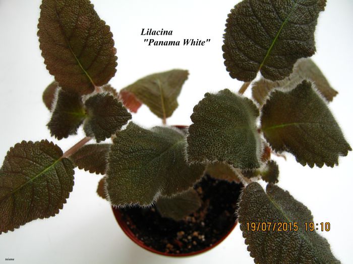 Lilacina Panama White - Episcia_L