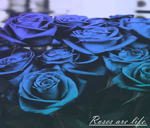 　　♥̷͜͡   Blue roses: Mi se par foarte interesanți. Am primit odată de la bunica când am împlinit 13; ani 13 trandafiri albaștrii deoarece era culoarea mea preferată atunci. A fost frumos. Aveau sclipici auriu.

