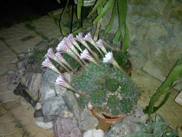19.07.015 -cactus inflorit - u-Abutilio-strelitzia-cactus----flori personale