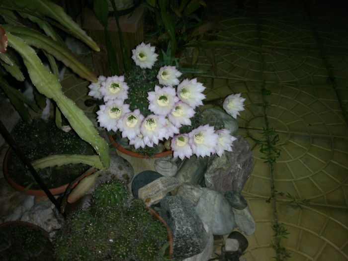 039 - u-Abutilio-strelitzia-cactus----flori personale