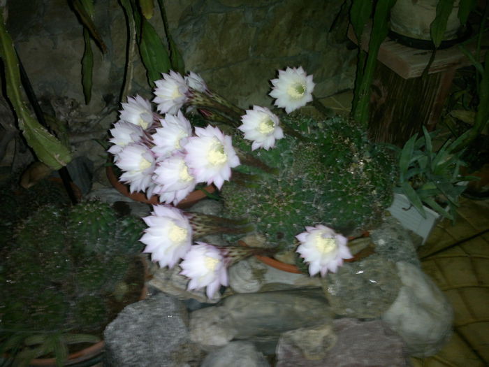041 - u-Abutilio-strelitzia-cactus----flori personale