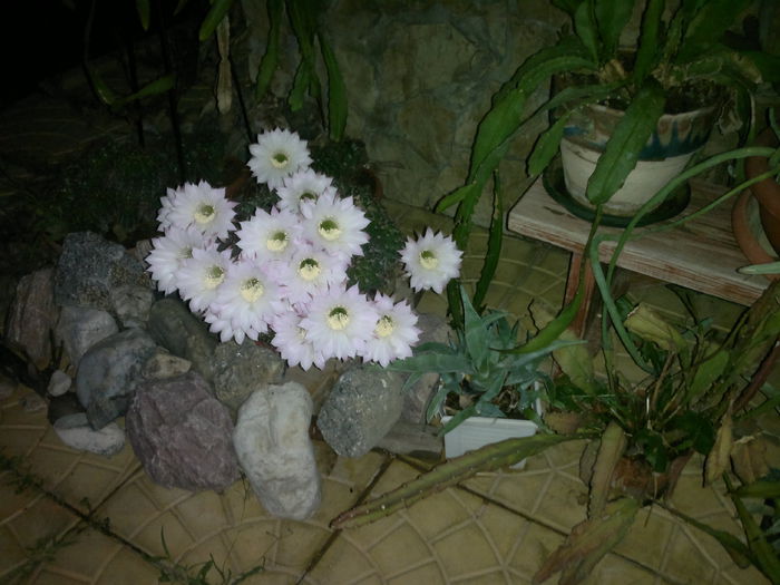 043 - u-Abutilio-strelitzia-cactus----flori personale