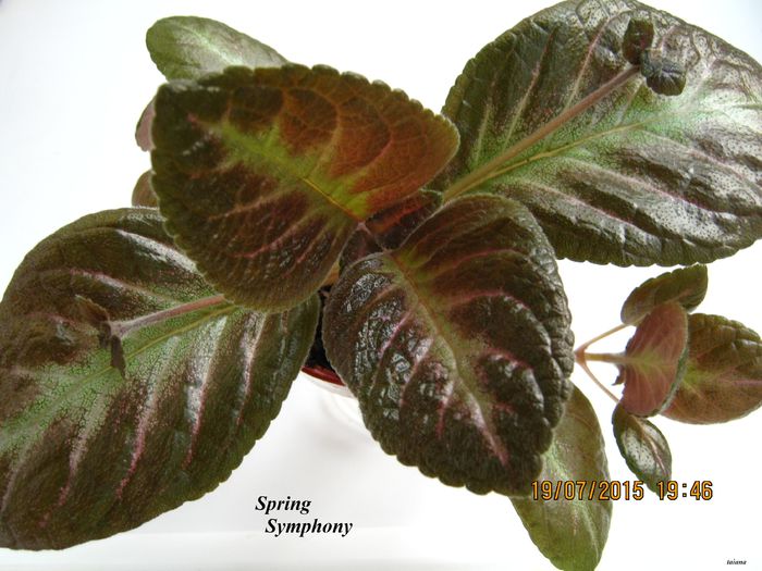 Spring Symphony - Episcia_S