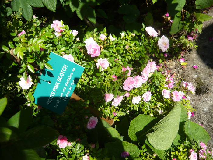 P1060342 - La Bonne Maison