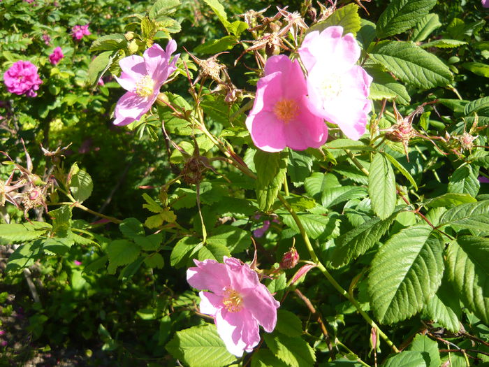 P1060345 - La Bonne Maison