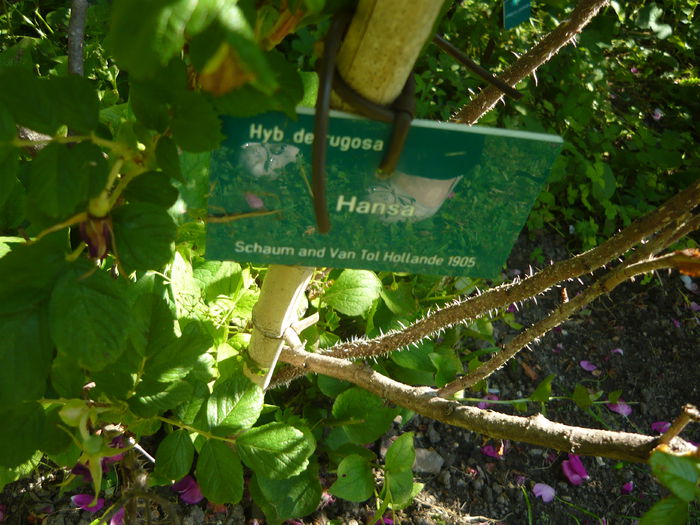 P1060347 - La Bonne Maison