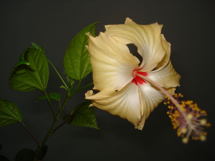 DSC02654 - Hibiscus Sprinkle Rain