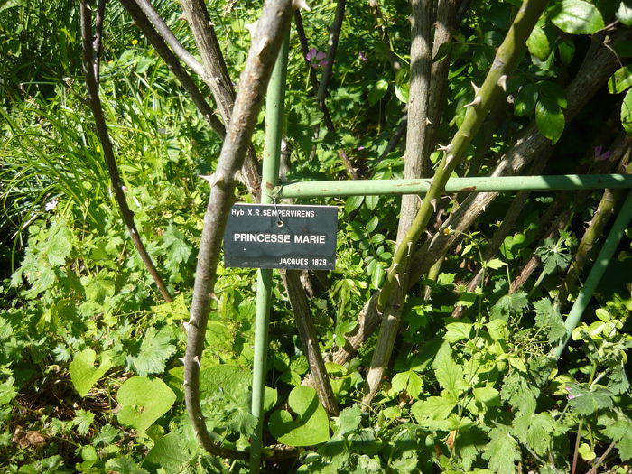 P1060357 - La Bonne Maison