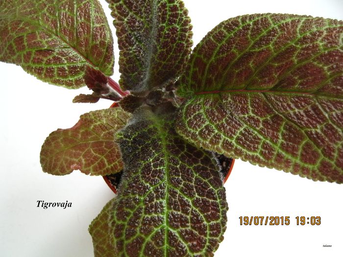 Tigrovaja - Episcia_T