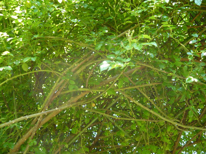 P1060358 - La Bonne Maison