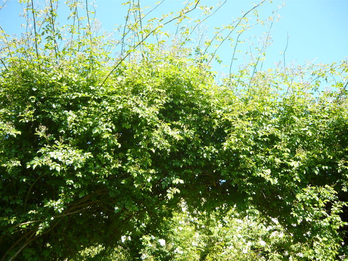 P1060359 - La Bonne Maison