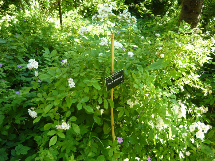 P1060360 - La Bonne Maison