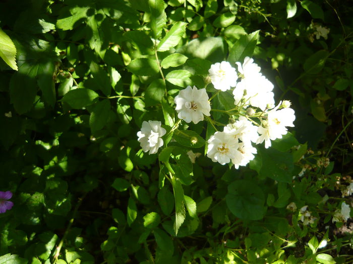 P1060362 - La Bonne Maison