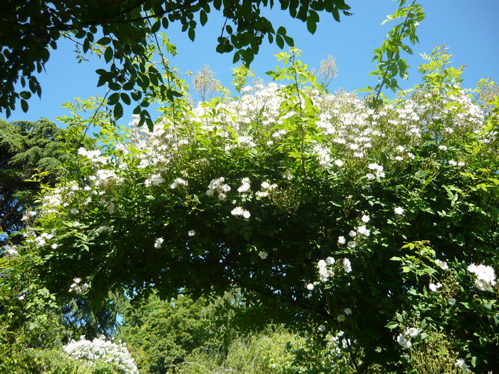 P1060365 - La Bonne Maison